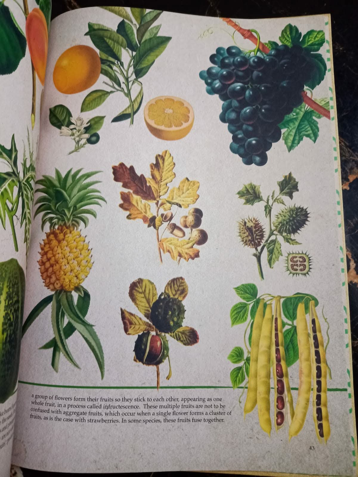 ILLUSTRATED BOTANY (The Visual Plant Museum)