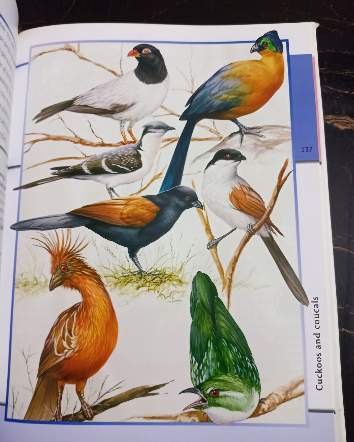 Fantastic World of Animals