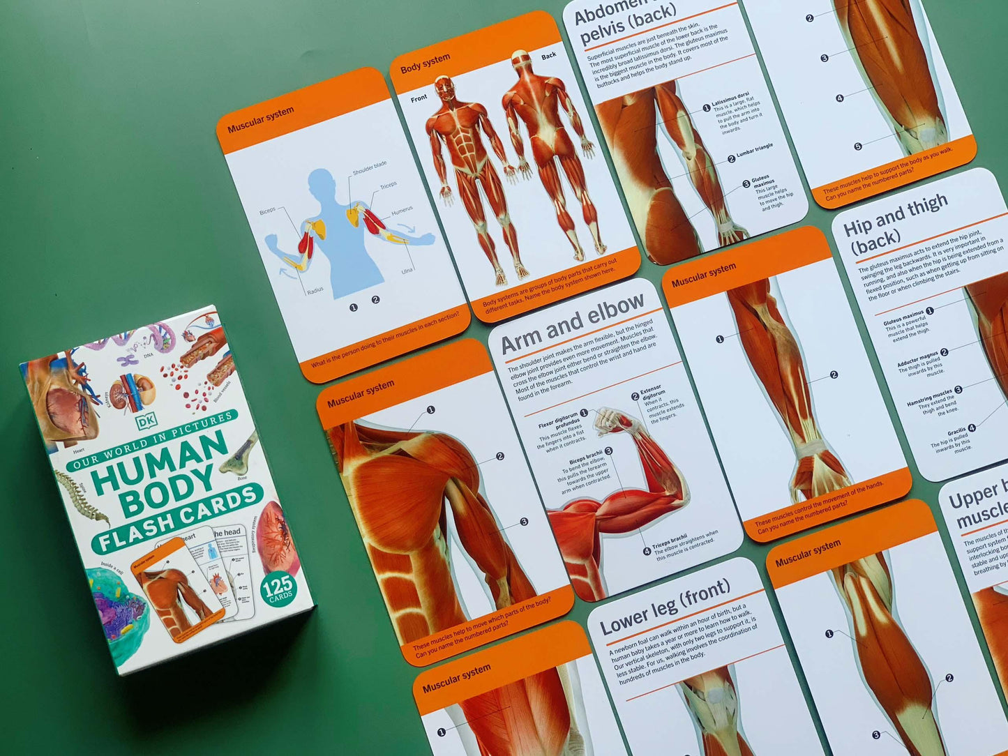 DK Our World in Pictures: HUMAN BODY FLASH CARDS