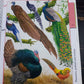 Fantastic World of Animals