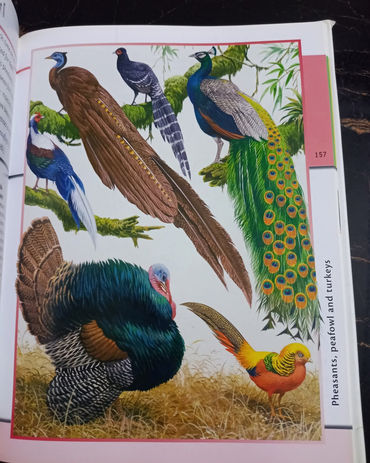 Fantastic World of Animals
