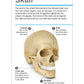 DK Our World in Pictures: HUMAN BODY FLASH CARDS