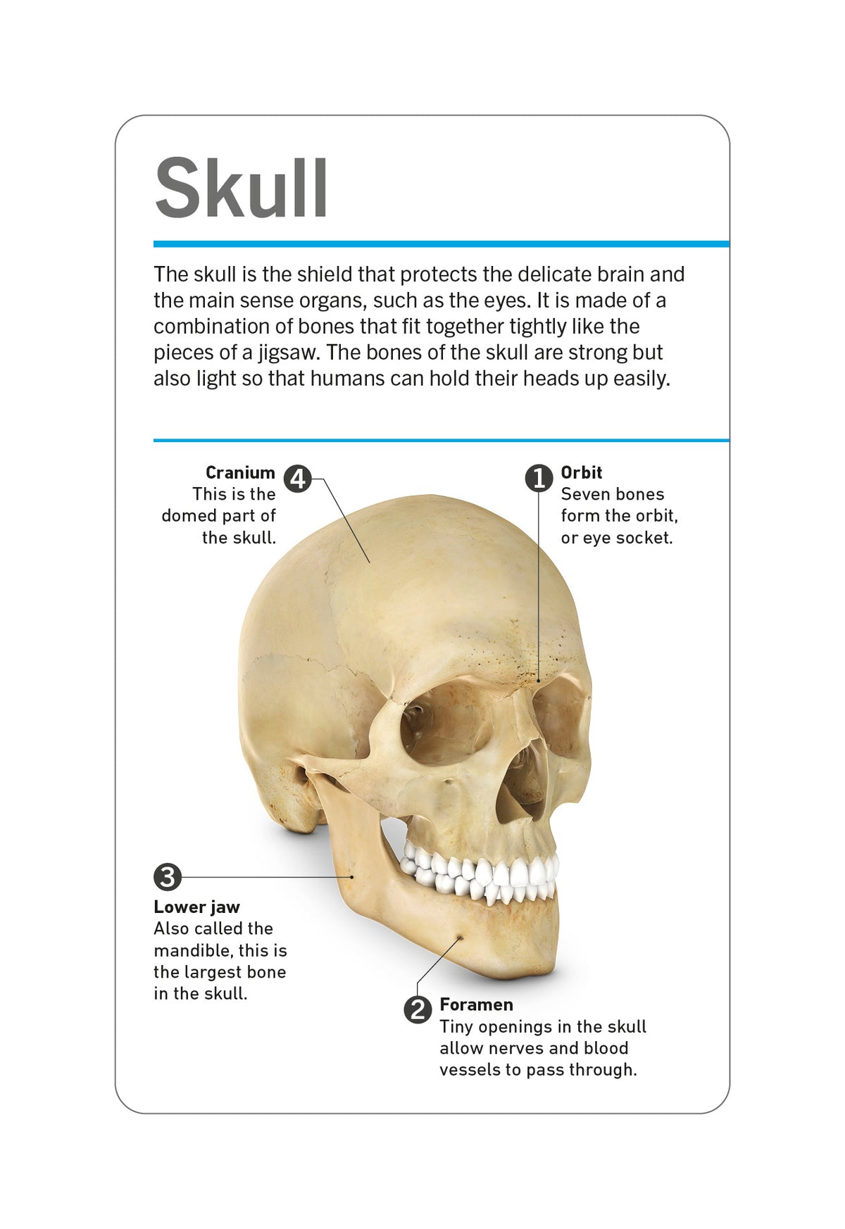 DK Our World in Pictures: HUMAN BODY FLASH CARDS