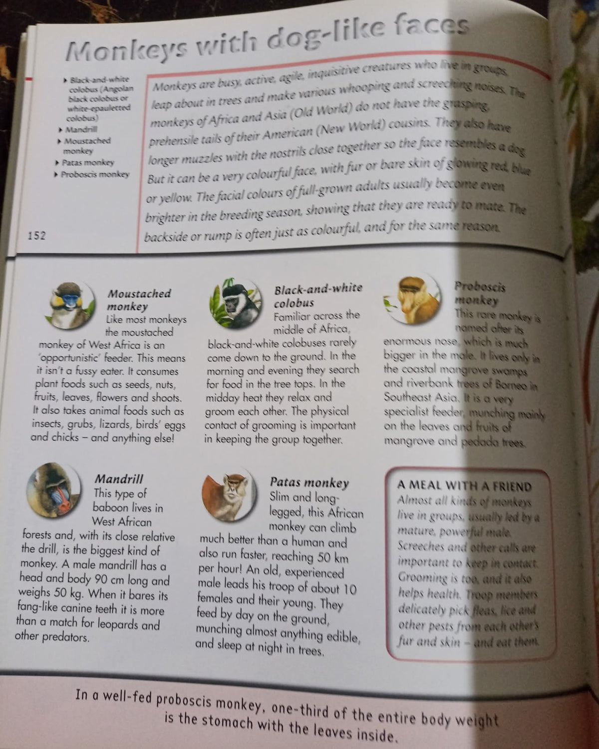 Fantastic World of Animals