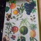 ILLUSTRATED BOTANY (The Visual Plant Museum)