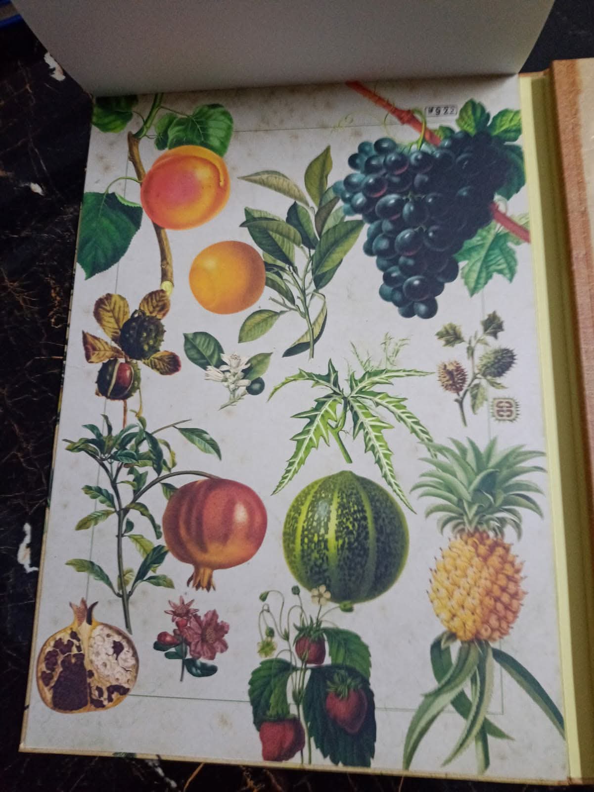 ILLUSTRATED BOTANY (The Visual Plant Museum)