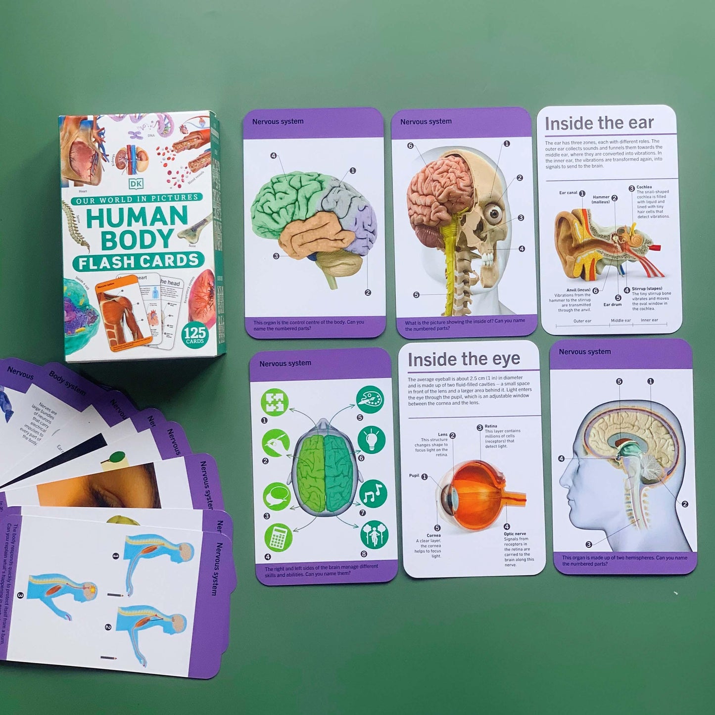 DK Our World in Pictures: HUMAN BODY FLASH CARDS