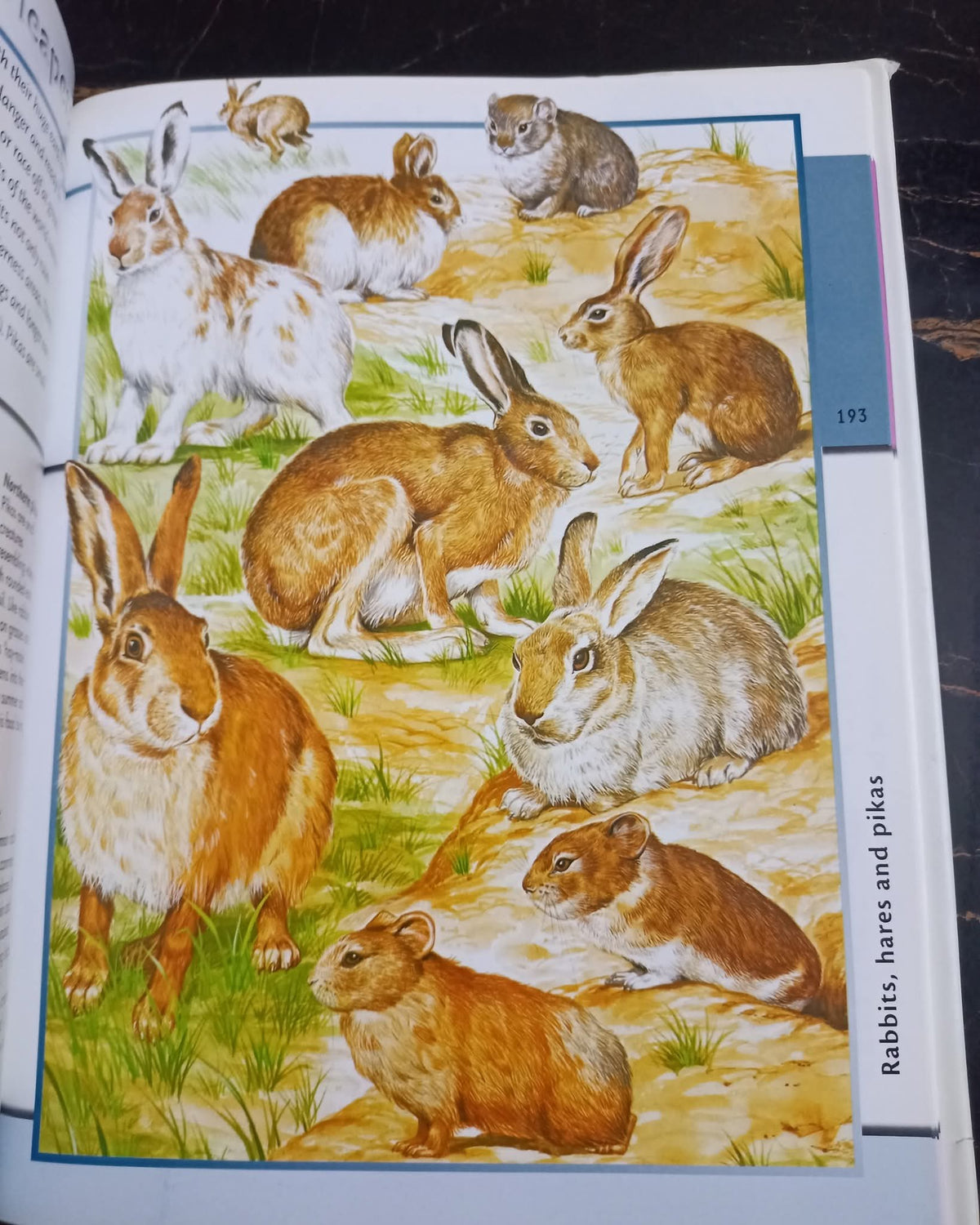 Fantastic World of Animals