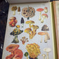 ILLUSTRATED BOTANY (The Visual Plant Museum)