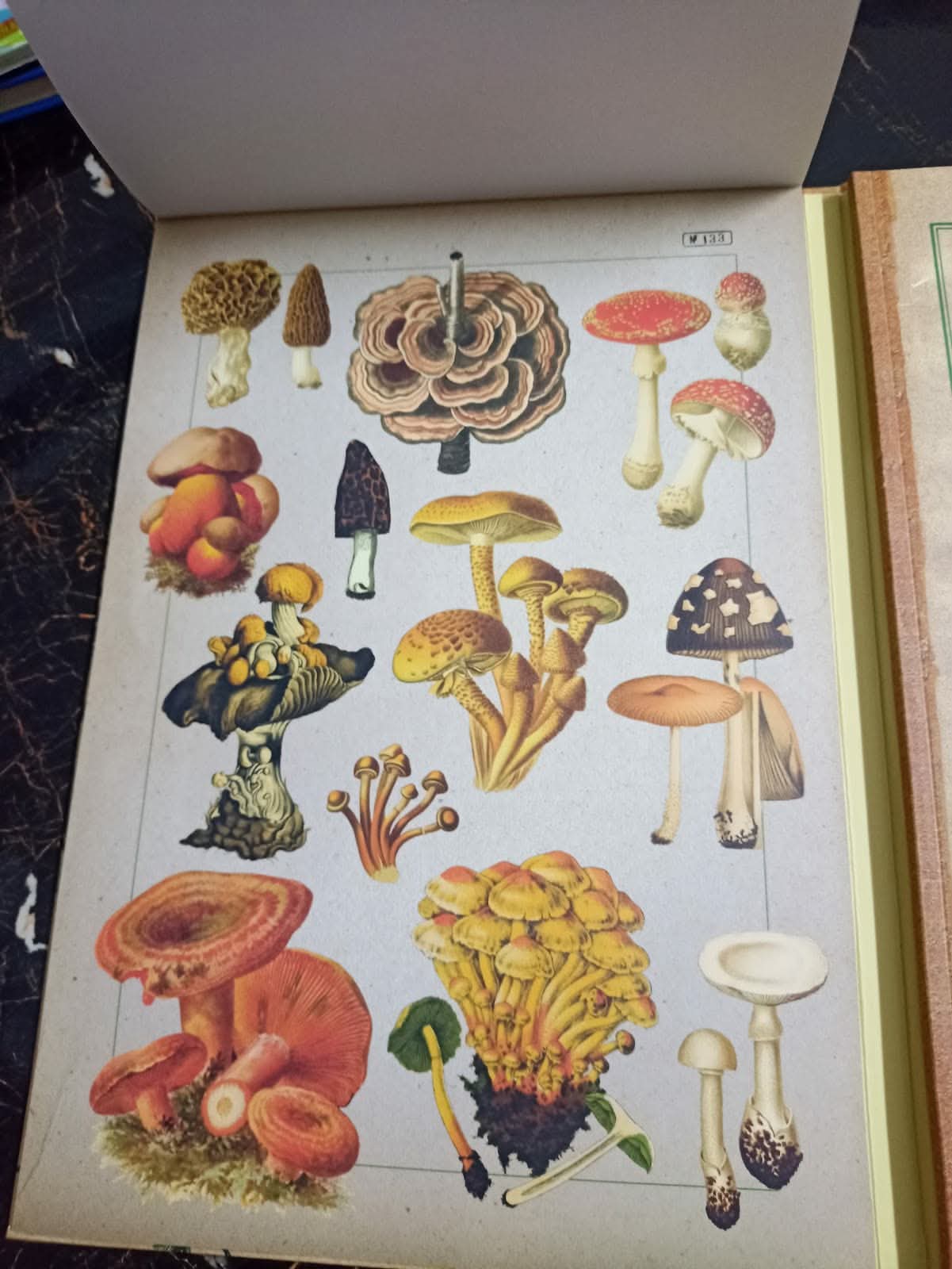 ILLUSTRATED BOTANY (The Visual Plant Museum)