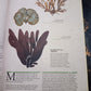ILLUSTRATED BOTANY (The Visual Plant Museum)