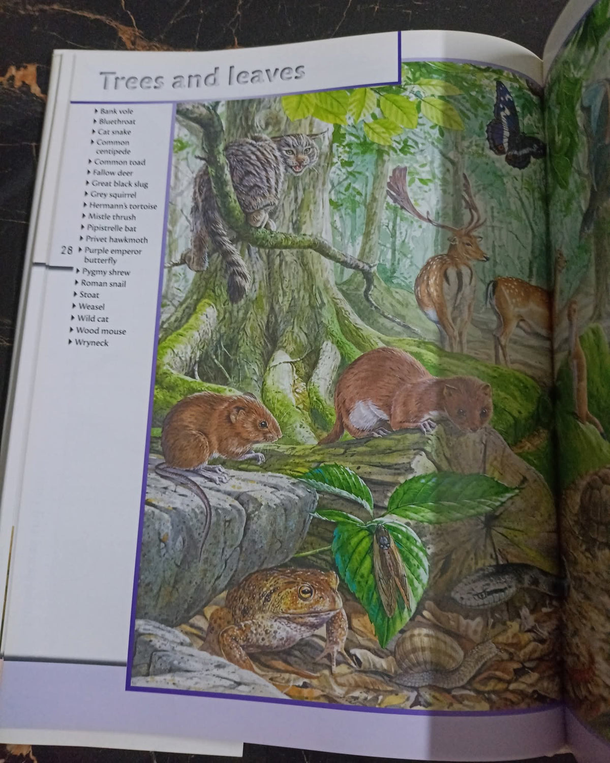 Fantastic World of Animals